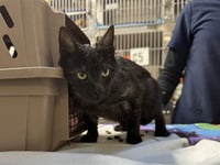 WREATH - Photo 1