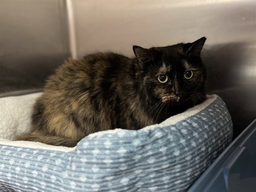 MILA - Domestic Long Hair available for adoption