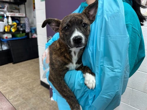 POINSETTIA - Terrier available for adoption