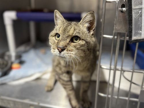 POE - Domestic Short Hair available for adoption