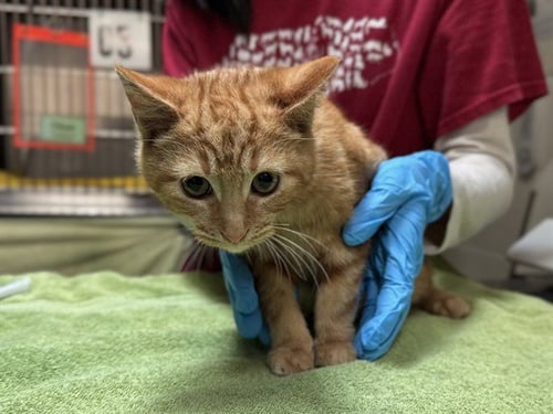 CLOWNFISH - Domestic Short Hair available for adoption
