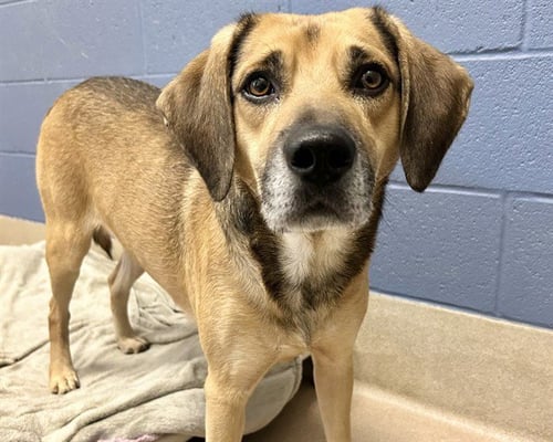 GRASSHOPPER - Hound available for adoption