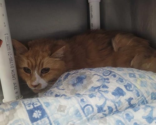 LINDY HOP - Domestic Long Hair available for adoption
