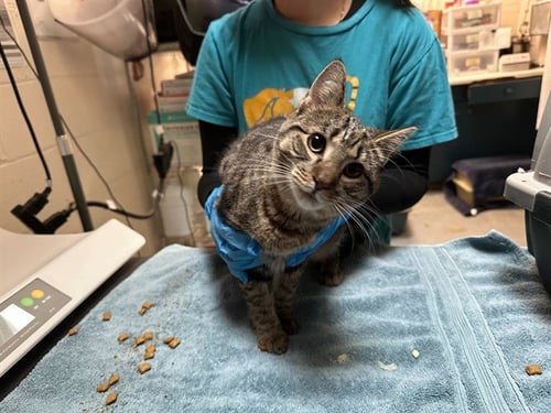 ZEITA - Domestic Short Hair available for adoption