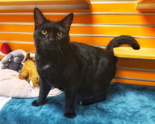 WILBUR - Domestic Short Hair available for adoption