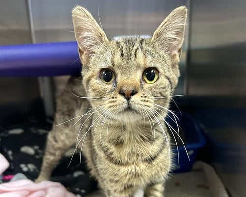 STEVIE - Domestic Short Hair available for adoption