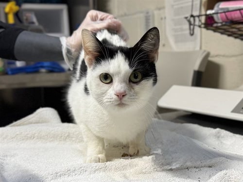JENNIFER - Domestic Short Hair available for adoption
