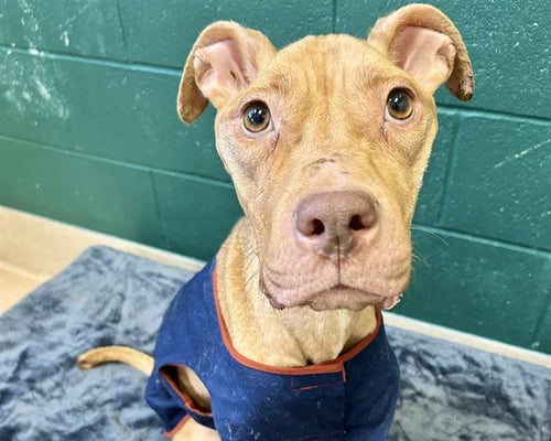 CINNA - American Staffordshire Terrier available for adoption