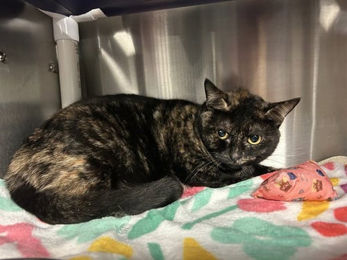 SUGAR - Domestic Short Hair available for adoption