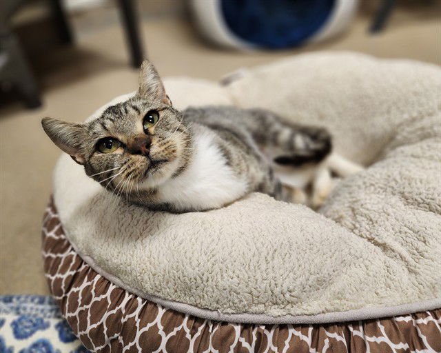 RUTH - Domestic Short Hair available for adoption