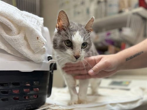 MR. BILL - Domestic Short Hair available for adoption
