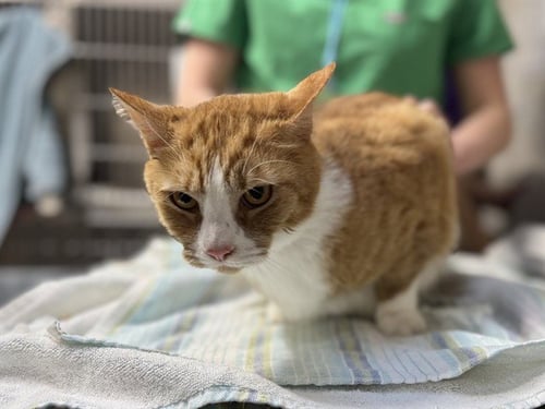 CASSIAN - Domestic Short Hair available for adoption