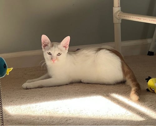 OBIE - Domestic Short Hair available for adoption
