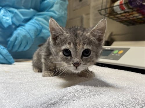 LECLERC - Domestic Short Hair available for adoption