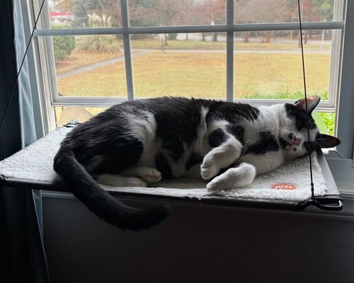 PORTER - Domestic Short Hair available for adoption