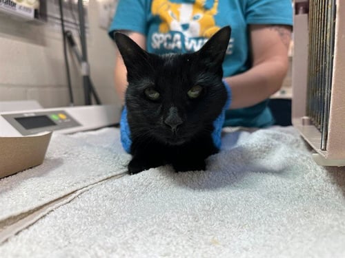 GAYLE - Domestic Short Hair available for adoption
