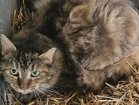 DUTCHESS - Photo 1