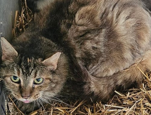DUTCHESS - Domestic Medium Hair available for adoption