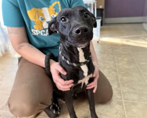 STARLA - American Staffordshire Terrier available for adoption