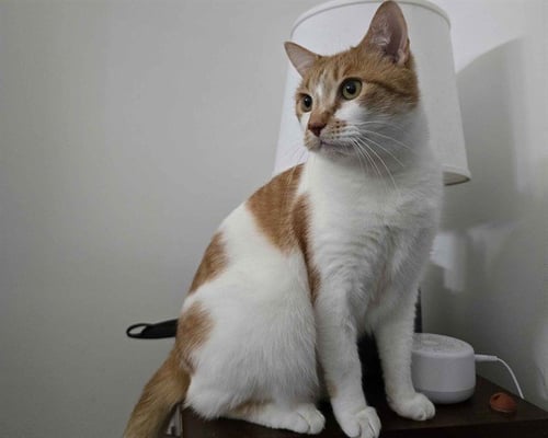 REID - Domestic Short Hair available for adoption