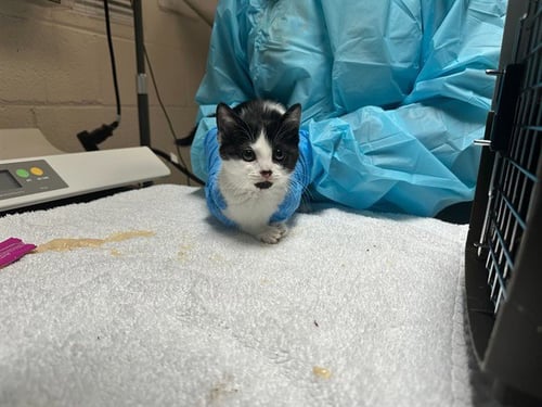 VANILLA - Domestic Short Hair available for adoption