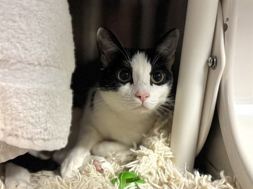 AMBROSIA - Domestic Short Hair available for adoption