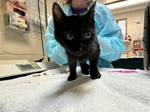 GOBLIN - Domestic Short Hair available for adoption