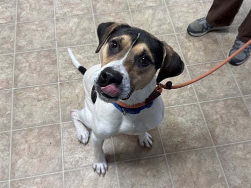 BUBA - American Staffordshire Terrier available for adoption