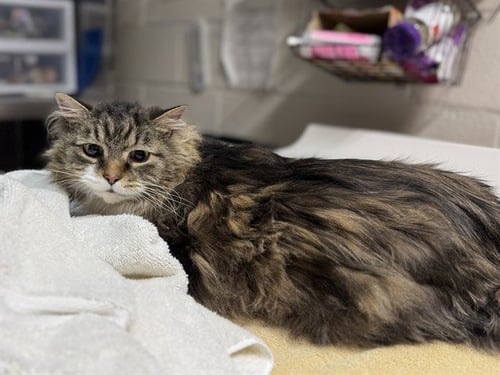 PHOENIX - Domestic Long Hair available for adoption