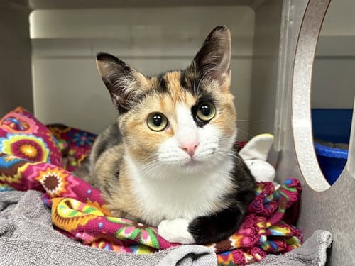 BUA - Domestic Short Hair available for adoption