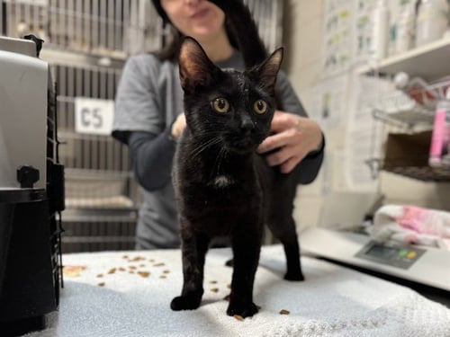 MARTINI - Domestic Short Hair available for adoption