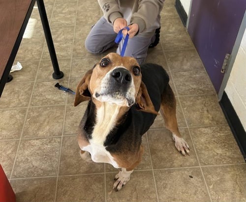 MARCO - Hound available for adoption