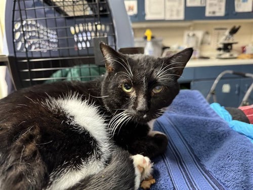 PENGUIN - Domestic Short Hair available for adoption