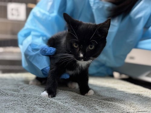 SOUP - Domestic Short Hair available for adoption