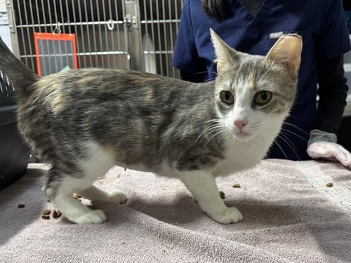 SALLY - Domestic Short Hair available for adoption