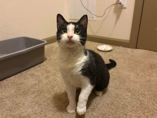 LIVIA - Domestic Short Hair available for adoption