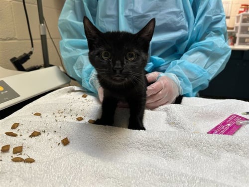 GHOST - Domestic Short Hair available for adoption