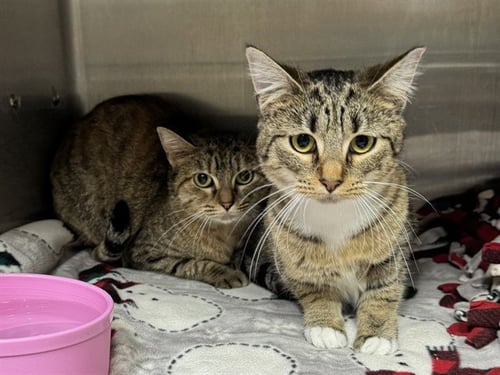 BUTTERSCOTCH - Domestic Short Hair available for adoption