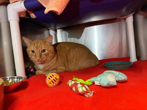 JACK - Domestic Short Hair available for adoption
