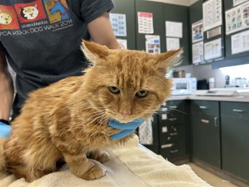 ROLLIE - Domestic Medium Hair available for adoption