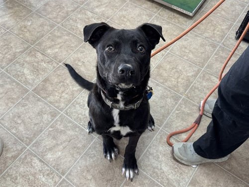 TRENT - Labrador Retriever available for adoption