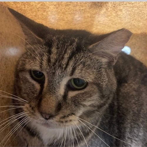 LEADER - Domestic Short Hair available for adoption