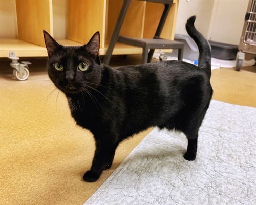 DONUT - Domestic Short Hair available for adoption