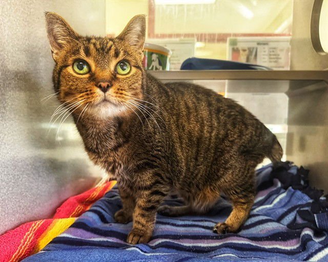 TOBIAS - Domestic Short Hair available for adoption