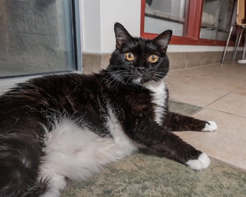 MAC - Domestic Short Hair available for adoption