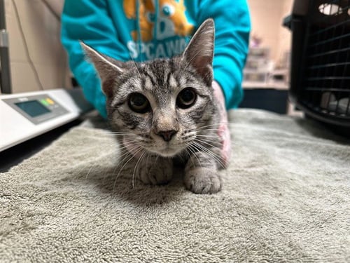 OBOE - Domestic Short Hair available for adoption
