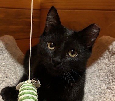 ROWAN - Domestic Short Hair available for adoption