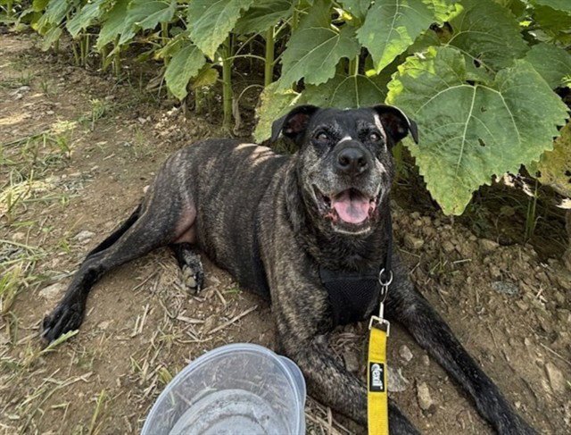 CAVA Image