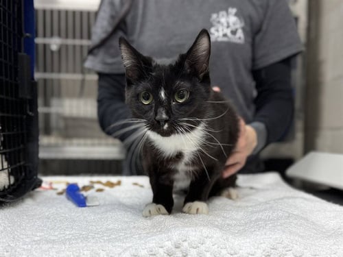 BRANDY - Domestic Short Hair available for adoption