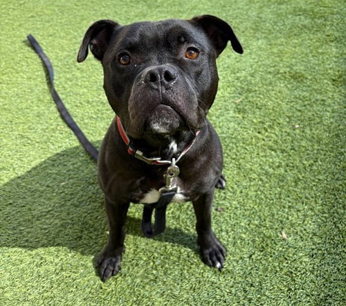 ADAM - Staffordshire Bull Terrier available for adoption